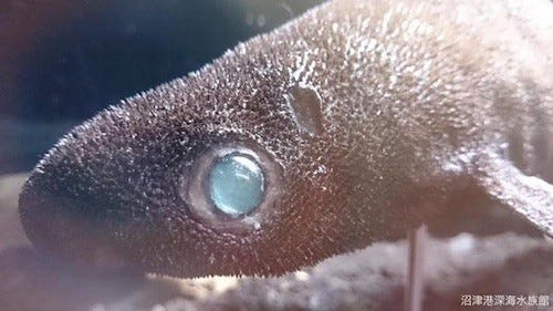 不思議な瞳を持つ深海生物が駿河湾で捕獲された マイナビニュース