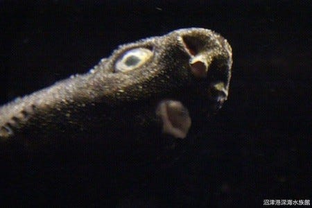 不思議な瞳を持つ深海生物が駿河湾で捕獲された マイナビニュース