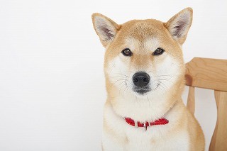 老犬介護の相談ができる「老犬ケア」オープン - 相談無料!