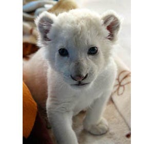 白い子猫みたい! ホワイトライオンの赤ちゃん、大公開!