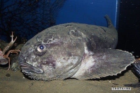 世界一醜い生物 が深海からやってきた アカドンコ展示開始 マイナビニュース