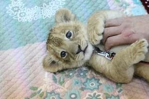 ライオンの赤ちゃん3頭がすくすくと成長中