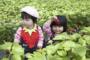 東京都にも農園あり 日帰りで行けるイチゴ狩りで春を食べつくそう マイナビニュース