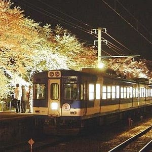 富士急行「桜キャンペーン」4/19まで開催 - 地ビール飲み放題の夜桜電車も