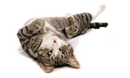 フニャ ん ゴロゴロ 猫が本当に喜ぶ なでスポット を英研究が発表 マイナビニュース