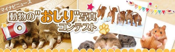 マイナビニュース 動物の おしり 写真コンテストを開催 マイナビニュース