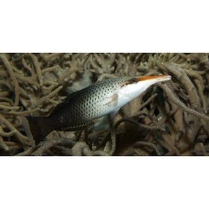 東京都・葛西臨海水族園が、"大変身"する不思議な魚「クギベラ」を紹介