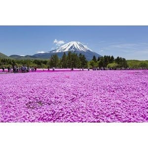 富士山×芝桜の春が来た! 「富士芝桜まつり」であの焼きそばも堪能