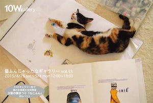 大阪府大阪市で、猫密度の高い"猫まみれ"イベント開催