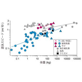 マグロやサメなど体温の高い魚は普通の魚の2 7倍速く泳ぐ 極地研 Tech