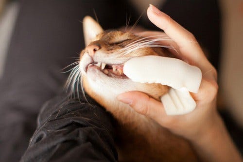 猫の歯磨きを実践してみた 画像大量 マイナビニュース