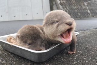 カワウソの赤ちゃんの体重測定の様子が公開!