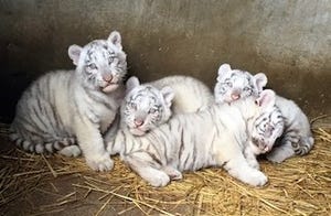 埼玉県・東武動物公園で、ホワイトタイガーの赤ちゃん4頭の公開を開始
