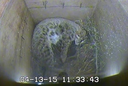 ネコ科 ツシマヤマネコの赤ちゃん3頭が誕生 福岡県 福岡市動物園 マイナビニュース