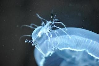 クラゲに乗るエビの赤ちゃんを紹介 - 東京都・葛西臨海水族園