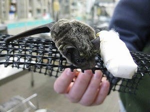 東京都・多摩動物公園が、骨折したヒナコウモリの治療と展示を紹介