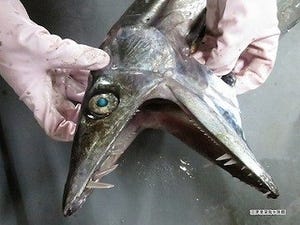 何でも食べちゃう深海魚「ミズウオ」を紹介 - 静岡県・沼津港深海水族館