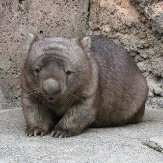 ちょっとおデブな猫みたい 神奈川県 金沢動物園のウォンバットが可愛い マイナビニュース