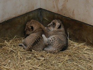 東京都 多摩動物公園で ライオンの赤ちゃん2頭が誕生 マイナビニュース