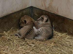 東京都・多摩動物公園で、ライオンの赤ちゃん2頭が誕生!