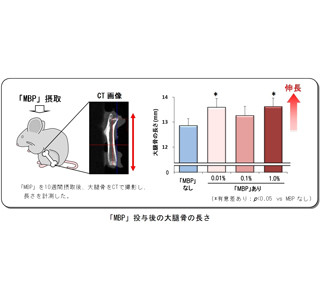牛乳由来の機能性成分「MBP」に、骨の伸長作用があることが明らかに