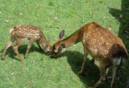 奈良公園の鹿の赤ちゃんを一般公開 母子姿にお乳タイム 出産シーン