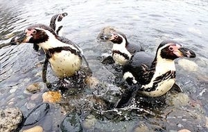 水族館のペンギンが、自然の海に"遠足"に行く新イベントが開催
