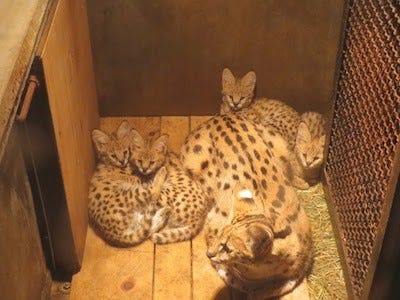 東京都 羽村市動物公園で ネコ科 サーバルの4つ子の赤ちゃんを公開 マイナビニュース