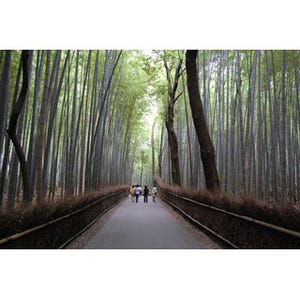 半日あれば十分! 京都府・嵐山で絶景を味わい尽くすぶらり旅のススメ