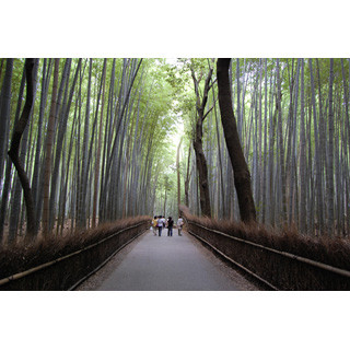 半日あれば十分! 京都府・嵐山で絶景を味わい尽くすぶらり旅のススメ