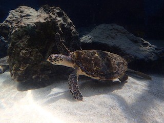 沖縄県・海洋博公園で、自然教室「ウミガメの秘密を探る」が開催