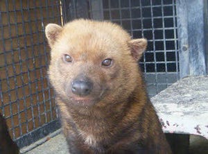 京都府・京都市動物園が、準絶滅危惧種「ヤブイヌ」を公開