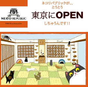 東京都 御茶ノ水に保護猫カフェ登場 出資すると猫の命名権ももらえる マイナビニュース