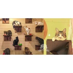 東京都・御茶ノ水に保護猫カフェ登場! 出資すると猫の命名権ももらえる!