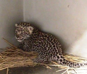 すくすく育つヒョウの赤ちゃんの動画を公開 - 福岡市動物園