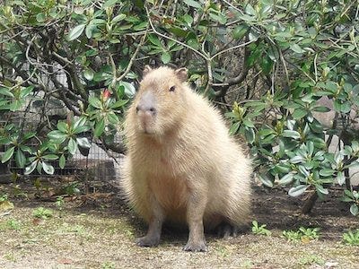 世界一大きなネズミ の公開を開始 愛媛県立とべ動物園 マイナビニュース