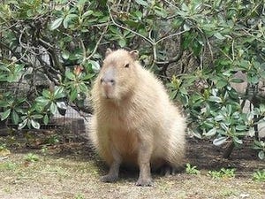 "世界一大きなネズミ"の公開を開始 - 愛媛県立とべ動物園