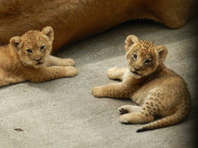 東京都 多摩動物公園の ライオンの赤ちゃん2頭 名前が決定 マイナビニュース