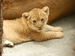 東京都 多摩動物公園の ライオンの赤ちゃん2頭 名前が決定 マイナビニュース