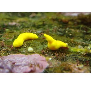 鳥羽水族館の水槽に出現した黄色い生き物、正体は依然「不明」