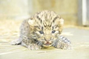 兵庫県・神戸市立王子動物園で、ネコ科・アムールヒョウの赤ちゃんが誕生!