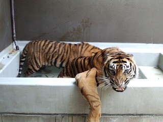 豪快に水に飛び込むトラのプール開きが実施! - 神奈川県・よこはま動物園