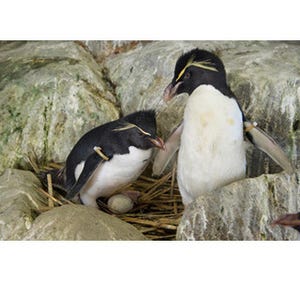 大阪府・海遊館のイワトビペンギンが産卵