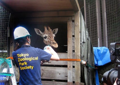 東京都 上野動物園のキリンの ヒナタ が5歳に マイナビニュース