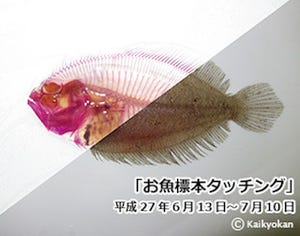 魚の標本の手触りを体験できる「お魚標本タッチング」開催