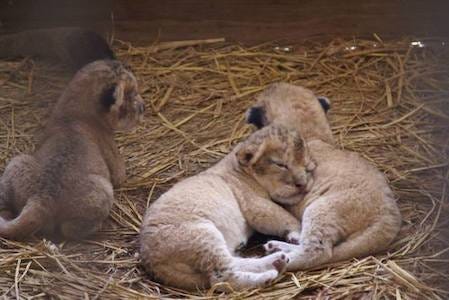 ライオンの赤ちゃん3頭が誕生 東北サファリパーク マイナビニュース