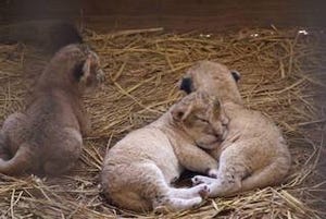 ライオンの赤ちゃん3頭が誕生! - 東北サファリパーク