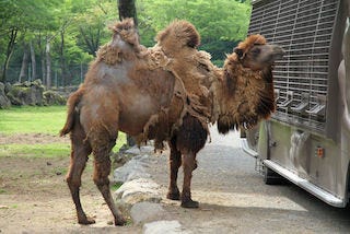 ラクダの衣替え が目撃される 富士サファリパーク マイナビニュース