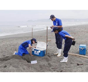 アカウミガメの卵114個を保護 - 千葉県・鴨川シーワールド