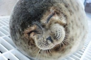 アザラシの"笑顔な寝顔"を公開 - 大阪府・海遊館